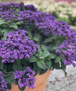 Heliotrope Poison for sale
