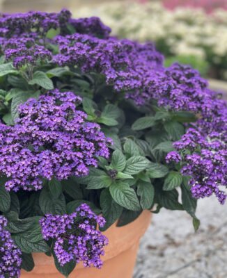 Heliotrope Poison for sale