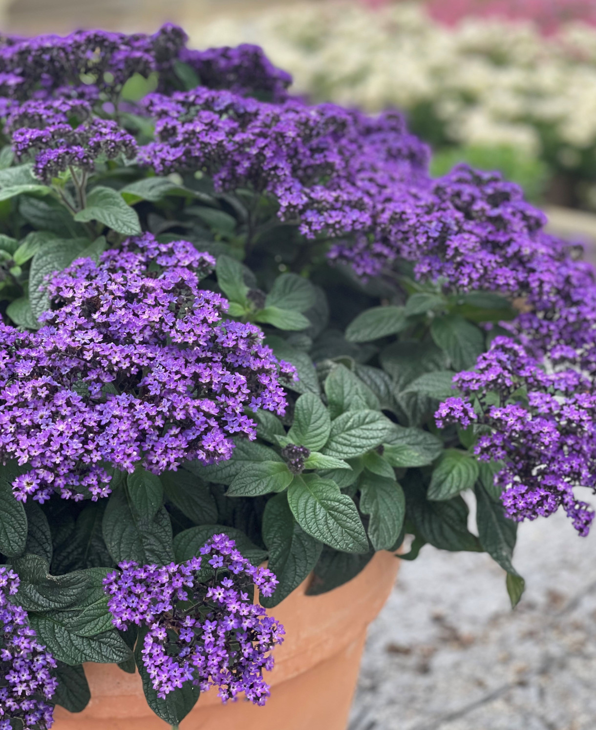 Buy Heliotrope Poison Online Europe Heliotrope Poison for sale